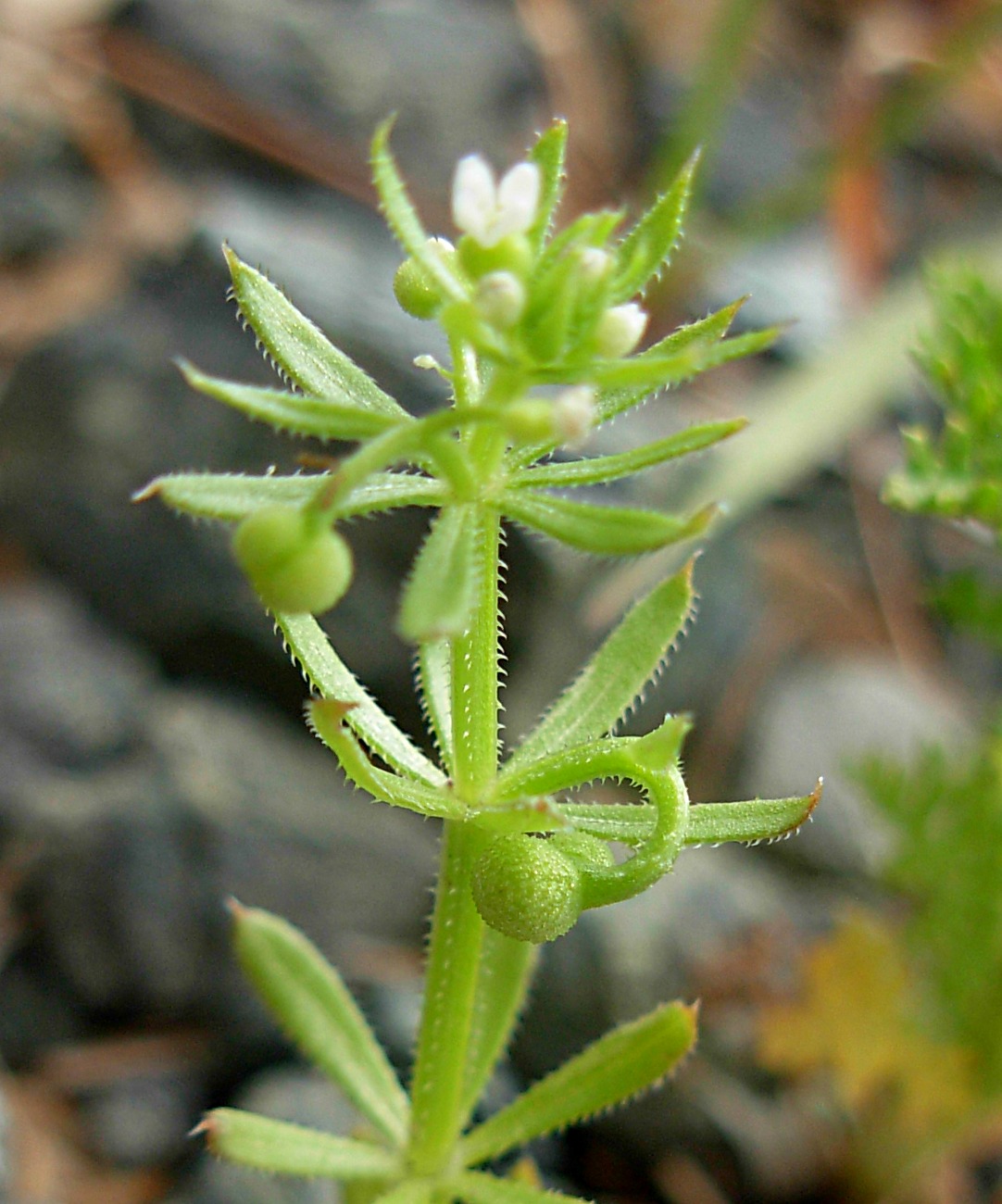 Galium tricornutum Dandy / Caglio coriandolino